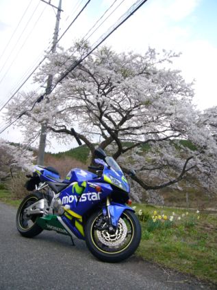 お山の桜とモビ号.JPG