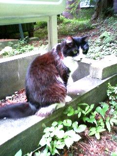猫のクロエちゃん