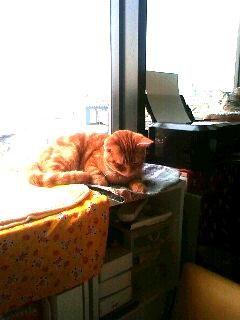 猫まるカフェ８