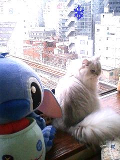 セレブ猫