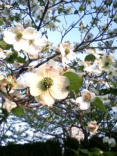 何の花？