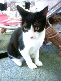 ねこっ茶５