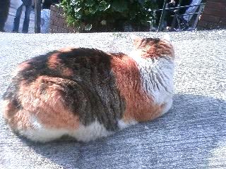夕焼けだんだん猫１