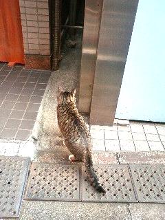 築地のニャンコ