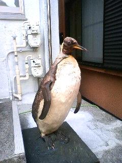 なぜ、ペンギンが？