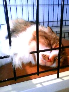 猫家８