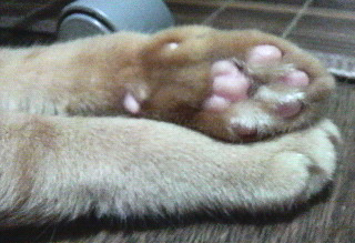 肉球.jpg