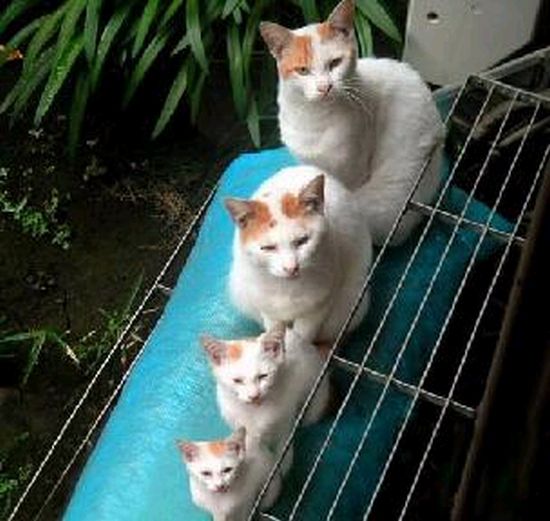 Cat Family.jpg