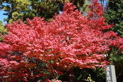 紅葉1