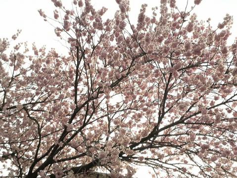 桜