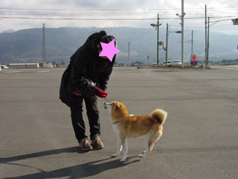 柴犬ブリーダーの犬舎89.jpg