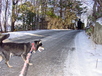 柴犬ブリーダーの犬舎96.jpg