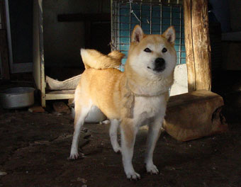 柴犬ブリーダーの犬舎104.jpg