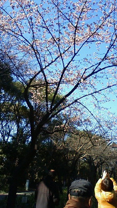 上野公園桜