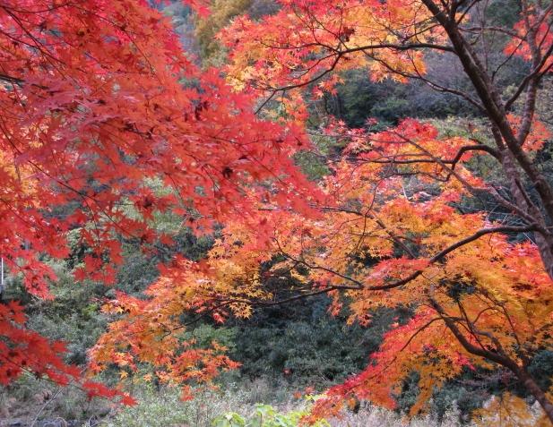 吉備高原の有漢渓谷の紅葉を連れ合いとドライブして見てきました 広義の脱dv 幸せな暮らしをめざすメンズリブサポート岡山 世話人 丹原恒則の日誌 楽天ブログ