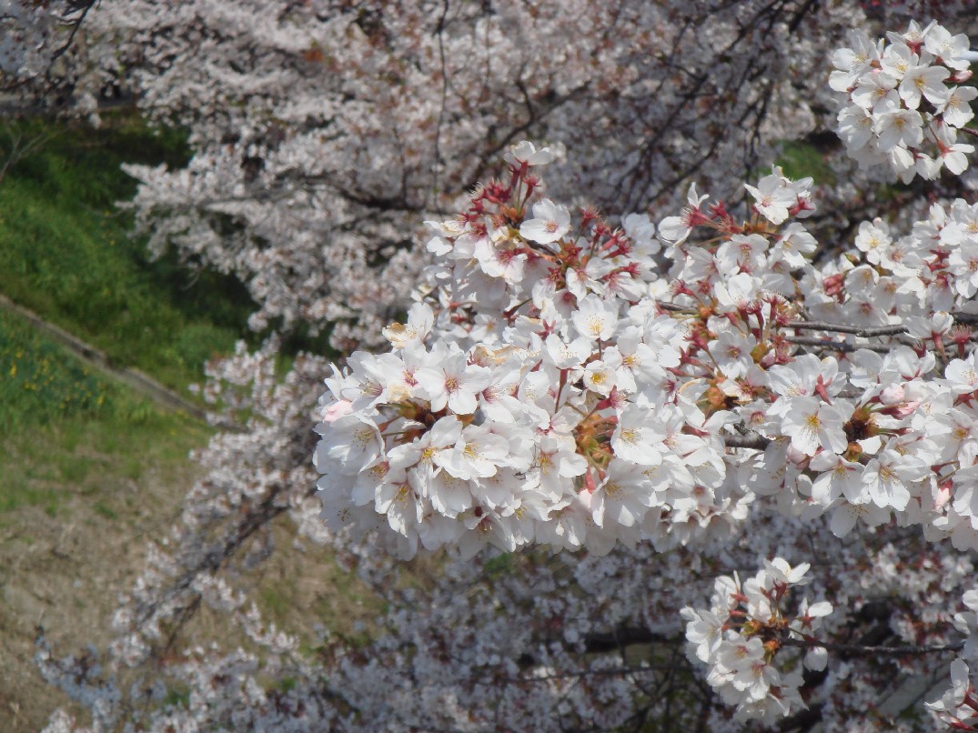 百十郎桜２