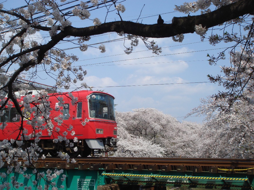 名鉄電車と桜