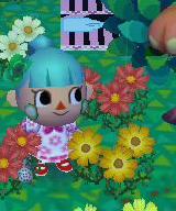 オレンジコスモス