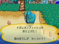 ナポレオンフィッシュ