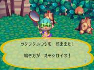 ツクツクホウシ