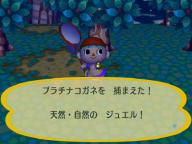 プラチナコガネ