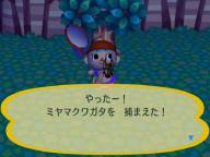 ミヤマクワガタ