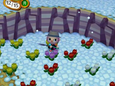 紫のチューリップ