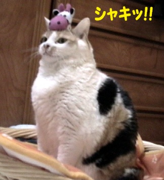yo1.jpg