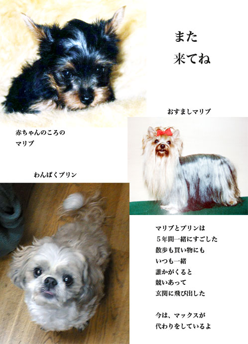 マリブとプリン