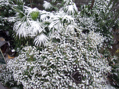 葉っぱの雪