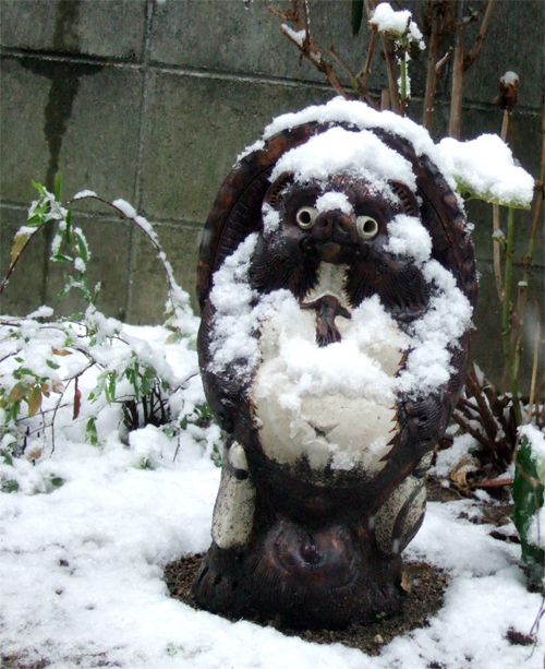 雪を冠った狸