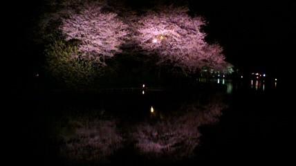 桜の名所