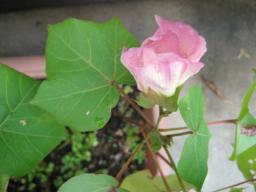 IMG_3225.JPG