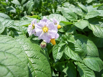 じゃが芋の花