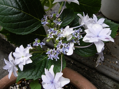 墨田の花火