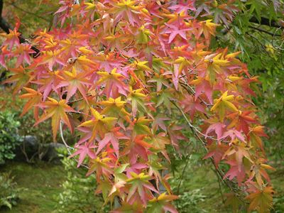 天龍寺紅葉