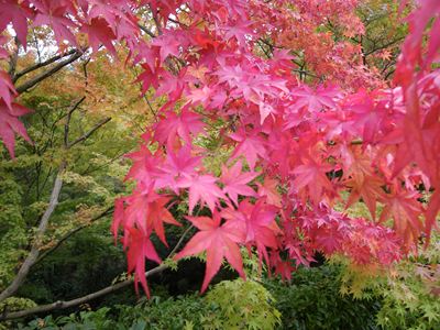 常寂光寺紅葉１