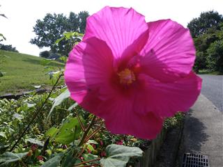 10-3ワイン城内　芙蓉の花_R