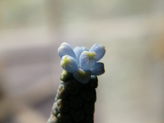 DSCF2387.jpg