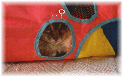 獲物はどこニャ？