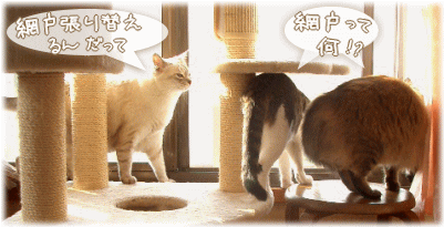 にゃんズ　井戸端会議