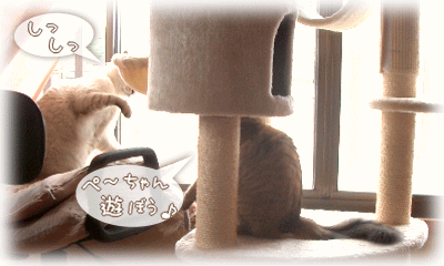 ひとりがいいのニャ～