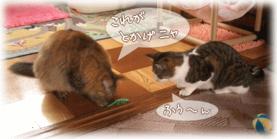 教えてあげる♪