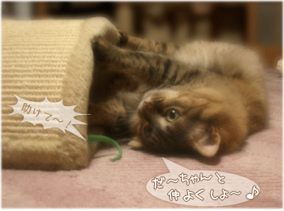 楽しい楽しい♪