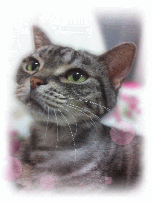 ブレンダちゃん