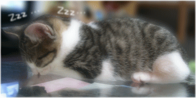 スヤスヤ・・・　ごめん寝♪