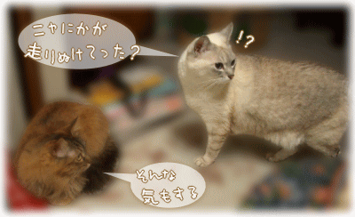 今の見た？　何か走り抜けてったよね？