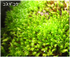 スギゴケ