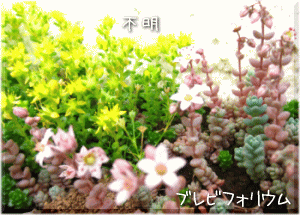 ブレビフォリウム