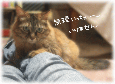 無理過ぎるニャ～